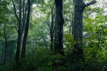 Fototapeta na wymiar 霧がかかる雨に濡れたブナ林