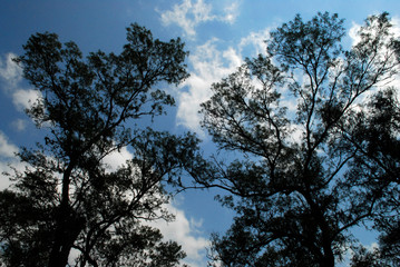 Flora Santiago del Estero