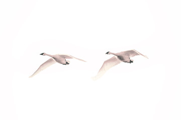 Trumpeter Swans, Pair, wings down
