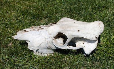 Closeup of skull bone of cattle beast laying in the grass