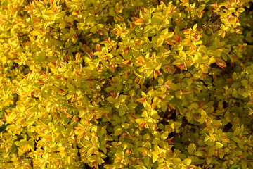 Japanese spirea bush young yellow orange leaves close up