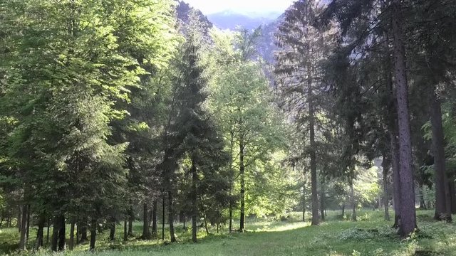 suoni colori del bosco prealpino a primavera