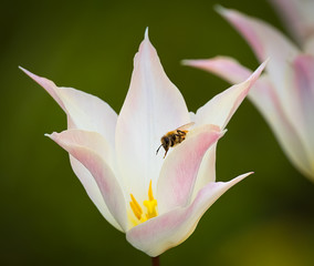 close up of pink lily with bee