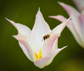 Fototapeta premium close up of pink lily with bee