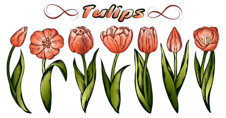 Sketch hand drawn colorful tulips flowers isolated on white background. Spring pink tulip with green leaves. Turkish, Holland flower. Doodle, vintage, botanical, line art, floral vector illustration.