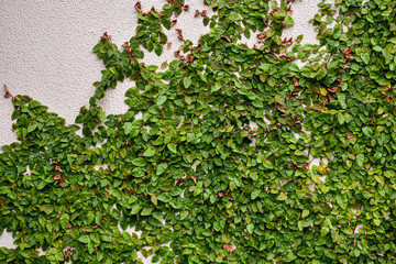 The wall of the building with green and red leaves of liana. Street decoration. Background nature.Texture, pattern.  