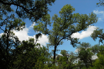 Flora Santiago del Estero