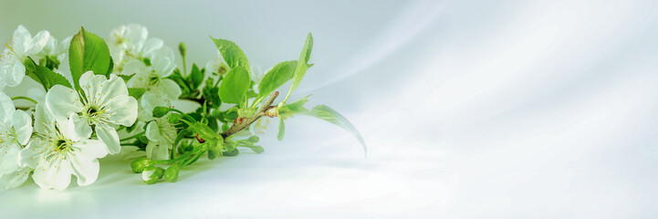 Branches of a blossoming cherry on an abstract background, spring, nature, outdoors. Mock-up for design, copy space. Banner.