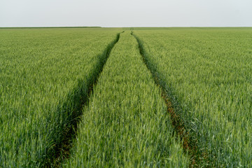 Long leading line traces of agricultural machinery in a green wheat plantation with slow growth due to drought. Corn field with unripe wheat ears due to lack of rain. Global warming affects crops.