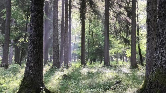 suoni colori del bosco prealpino