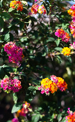 colorful flowers in the garden