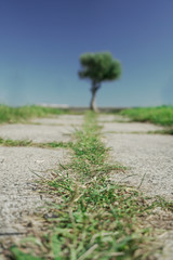 árbol solitario al final de un camino