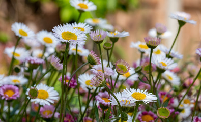 Close up of Mexican daisies, also called Cornish daisies, with white petals and yellow centres. Before they open up they are pink. The flowers attract bees and butterflies.