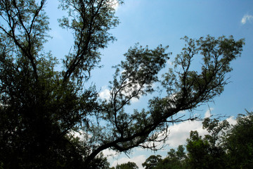 Flora Santiago del Estero