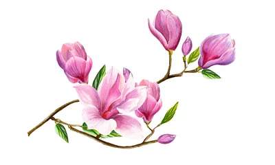 Fototapete Magnolie Aquarellblumenillustration mit blühenden rosa Magnolienblumen und -niederlassungen lokalisiert auf weißem Hintergrund. Frühlings- oder Sommerblumen für Einladungs-, Hochzeits- oder Grußkarten.