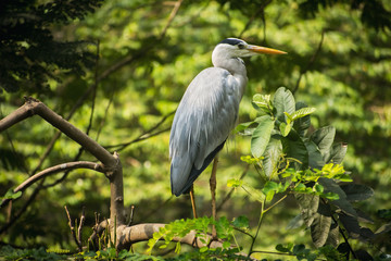 great blue heron