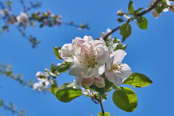 Apple trees bloom in the garden.