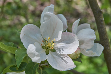 Apple trees bloom in the garden.