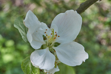 Apple trees bloom in the garden.