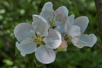 Apple trees bloom in the garden.