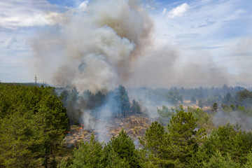 Aerial view of a fire in a pine forest. Disaster filming by drone