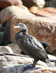 Obraz premium Large cormorant with a broken wing sits on the rocks near the shore.