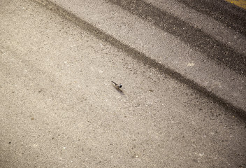 Sparrow in street