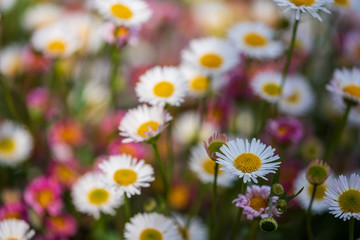 Close up of Mexican daisies, also called Cornish daisies, with white petals and yellow centres. Before they open up they are pink. The flowers attract bees and butterflies.
