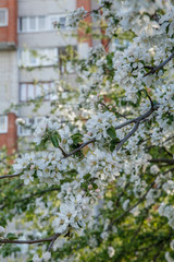 цветущая яблыня в городе,blooming apple tree in the city,