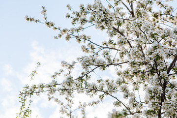 цветущая яблыня в городе,blooming apple tree in the city,