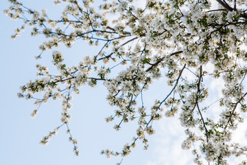 цветущая яблыня в городе,blooming apple tree in the city,
