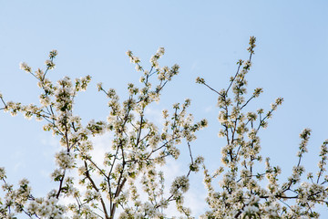 цветущая яблыня в городе,blooming apple tree in the city,