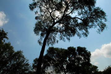 Flora Santiago del Estero