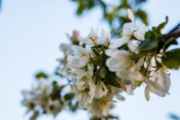 цветущая яблыня в городе,blooming apple tree in the city,