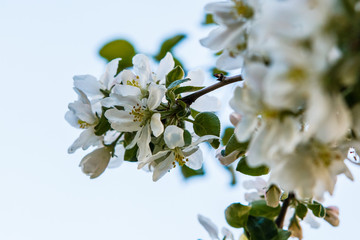 цветущая яблыня в городе,blooming apple tree in the city,