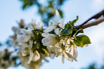 цветущая яблыня в городе,blooming apple tree in the city,