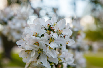 цветущая яблыня в городе,blooming apple tree in the city,