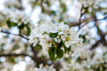 цветущая яблыня в городе,blooming apple tree in the city,