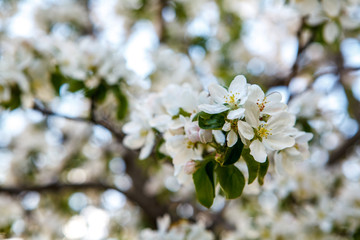 цветущая яблыня в городе,blooming apple tree in the city,