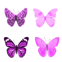 purple  butterflies isolated on a white