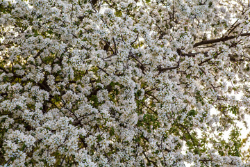цветущая яблыня в городе,blooming apple tree in the city,