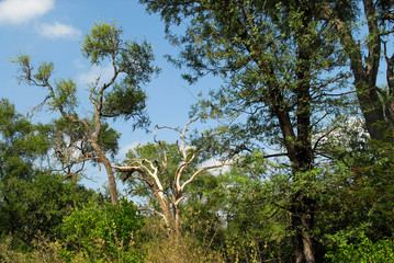 Flora Santiago del Estero