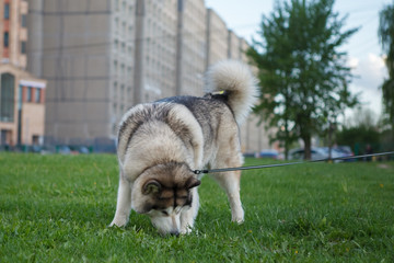 Obraz premium собака,dog,dog, husky, animal, pet, siberian, canine, malamute, fur, puppy, white, wolf, breed, cute, alaskan, grass, pets, animals, portrait, mammal, nature, domestic, young, dogs, outdoors, pedigree