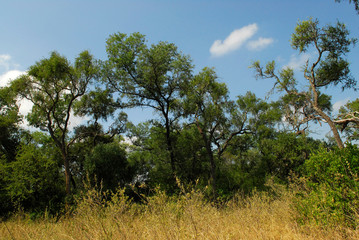 Flora Santiago del Estero