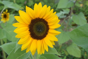 A closeup of a sunflower