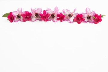 Fototapeta na wymiar Pink rhododendron flowers isolated on white background