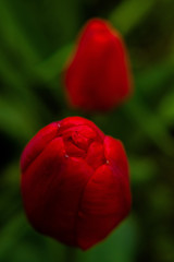 macro flower nature tulip red