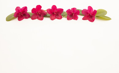 Pink rhododendron flowers isolated on white background