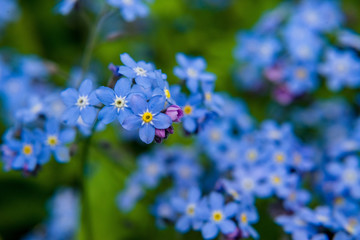 macro flower nature plant blue