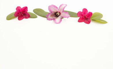 Pink rhododendron flowers isolated on white background